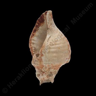 Natural triton shell